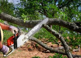 Best Seasonal Cleanup (Spring/Fall)  in Georgetown, KY