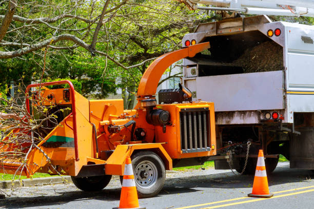 Reliable Georgetown, KY Tree Care Services Solutions