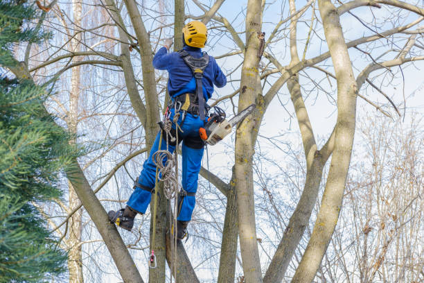 Tree Care Services