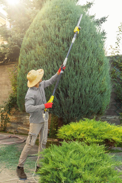 How Our Tree Care Process Works  in  Georgetown, KY